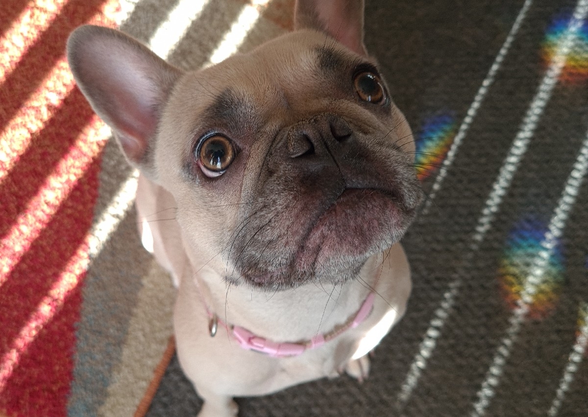 French bull dog