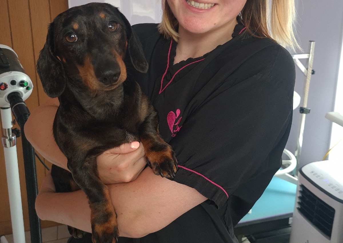 Daschund bath & blowdry