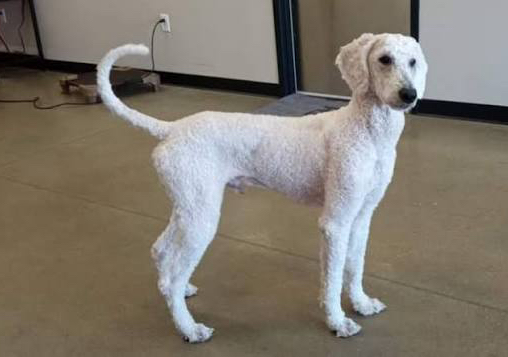 Shave Down (Based on dog size)