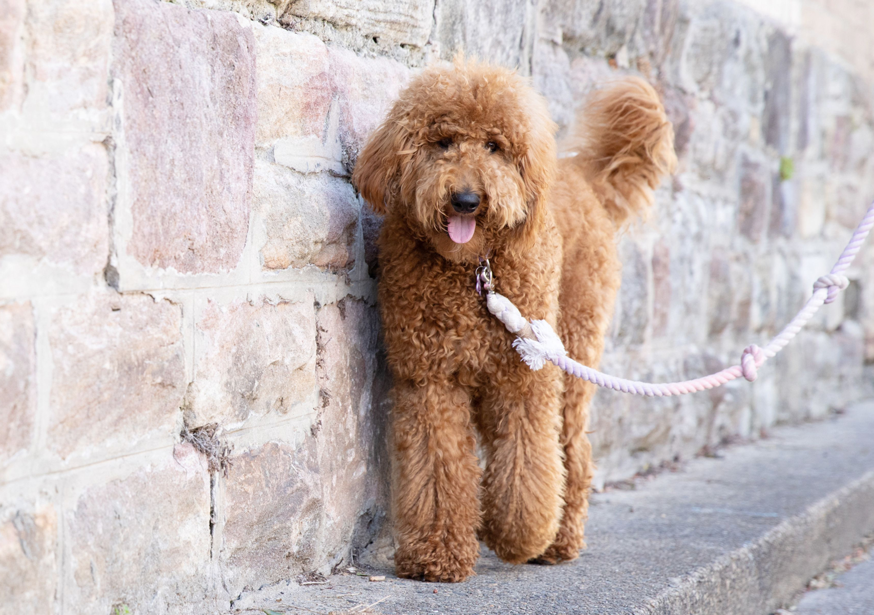 Medium Dog 20-50 lbs