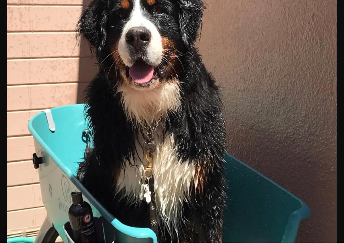 XL Dog Bath over 55 pounds