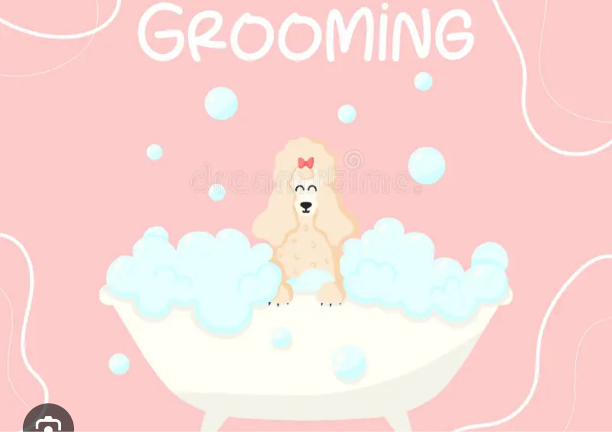 Bath (large) / Brush & blowout (poodle&doodlea