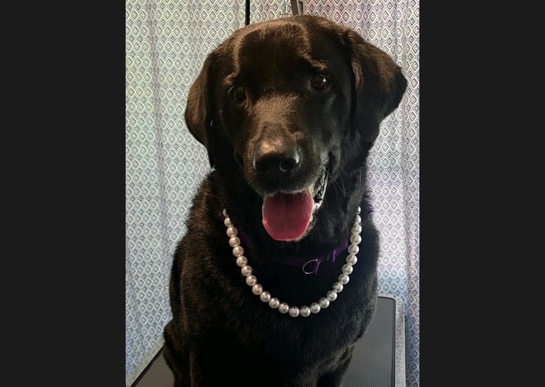 Pearl Dog Necklace