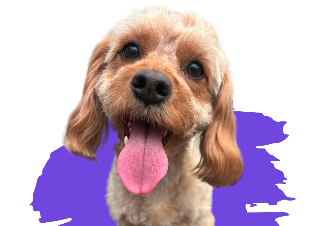 Cockapoo (No Haircut)