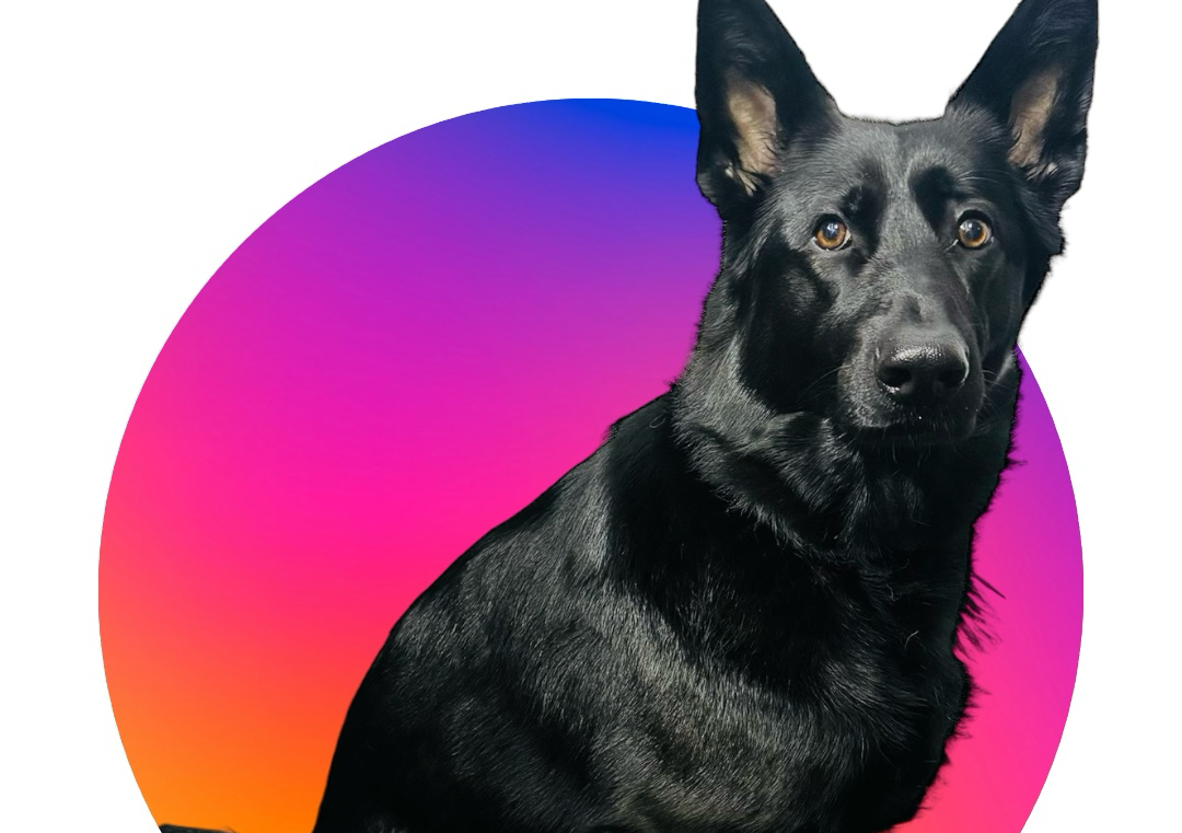 German Shepherd (Short Haired)