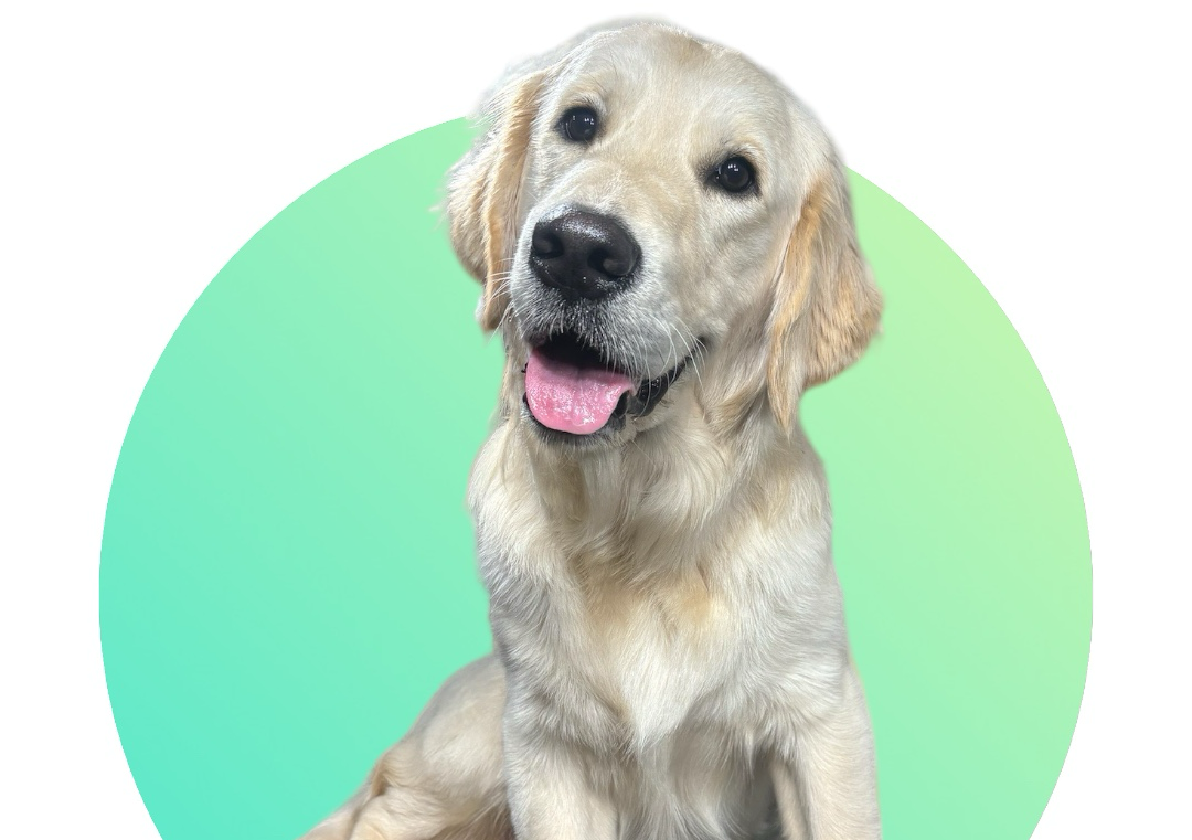 Golden Retriever (No Haircut)