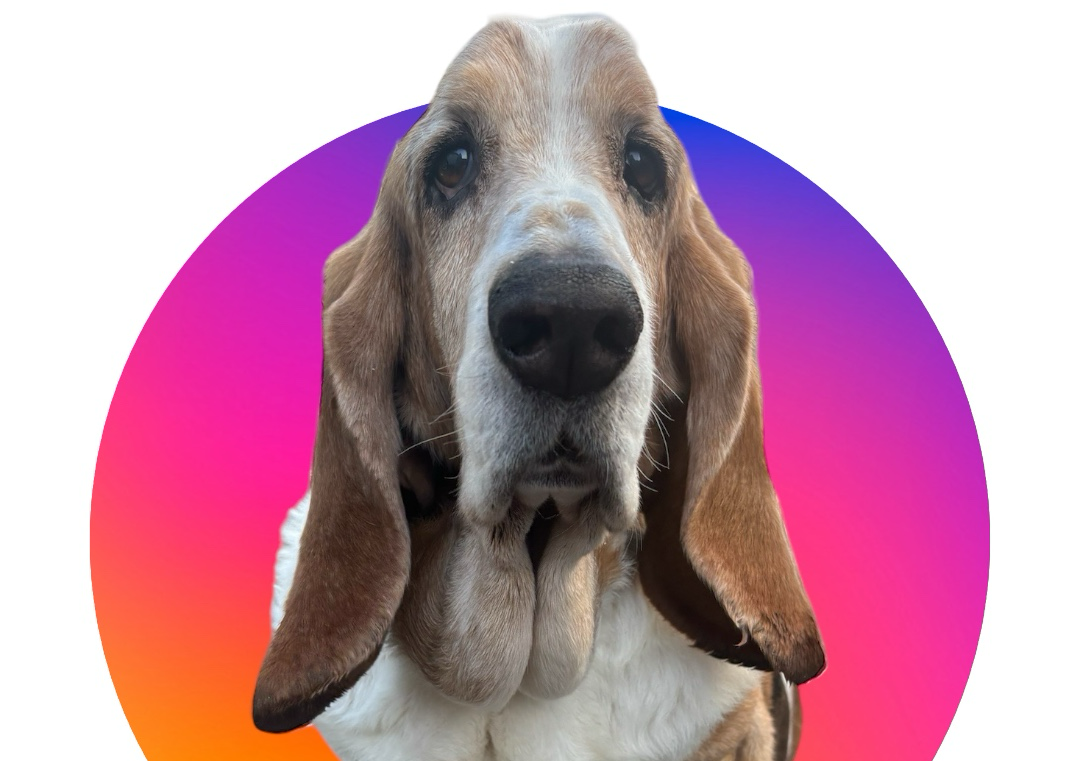 Bassett Hound