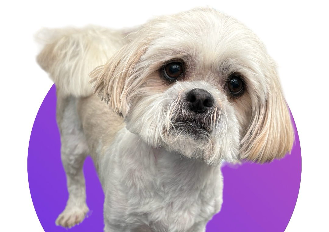 Shih Tzu