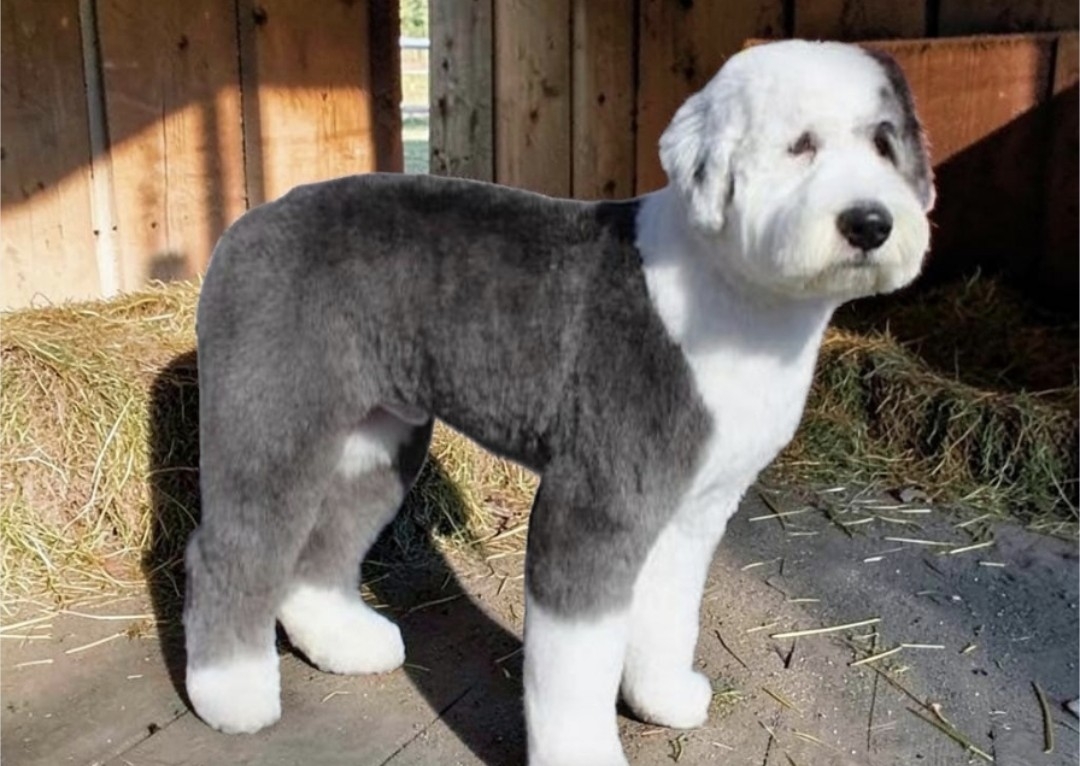 Ultimate Full groom, Long Coat 70-90 lbs