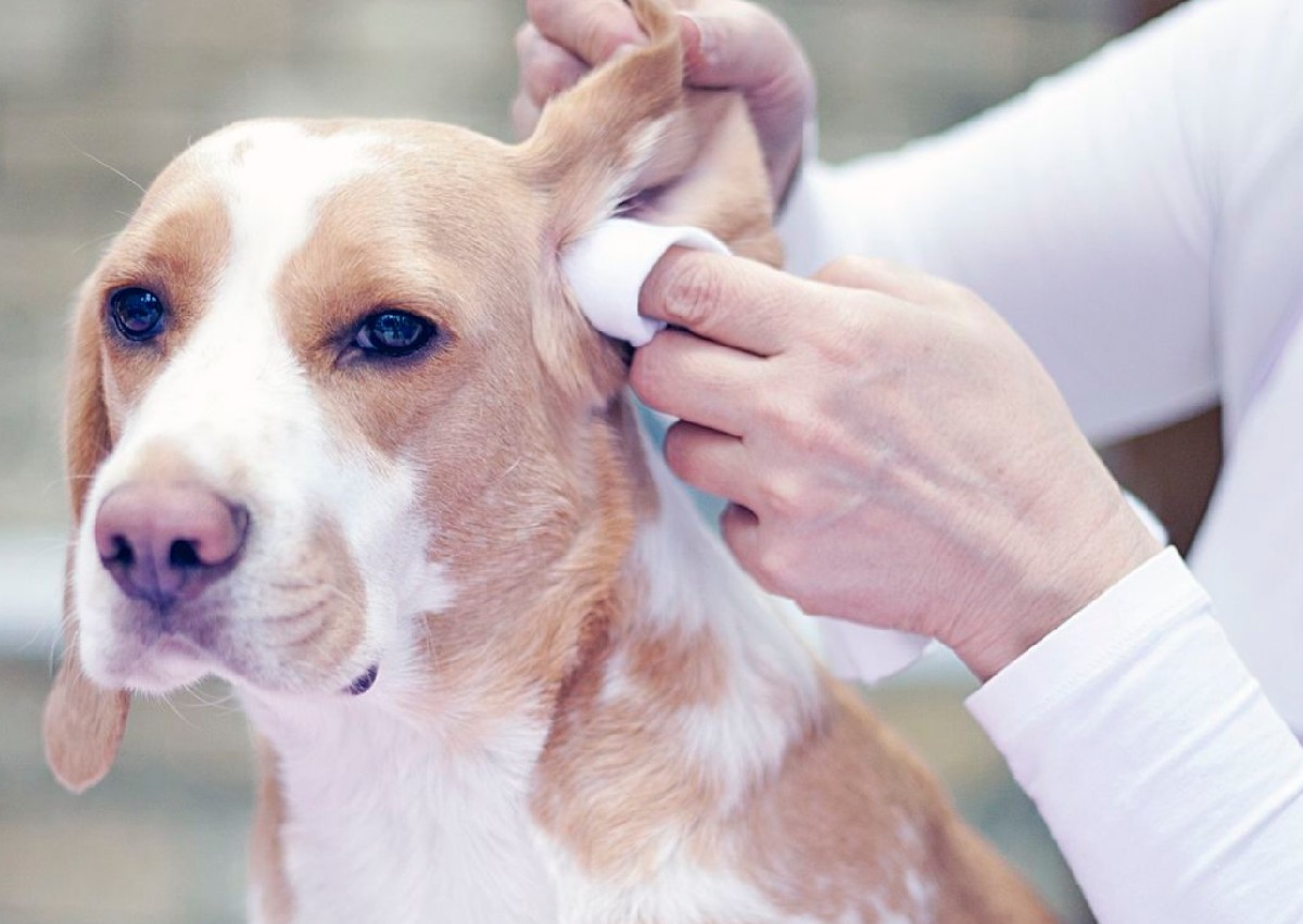 Additional services Ear cleaning/plucking vet recommendations only