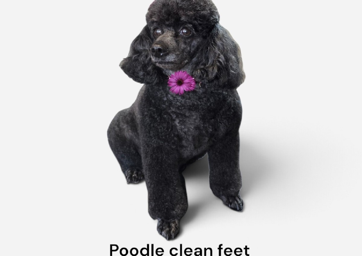 Poodle Clean feet only