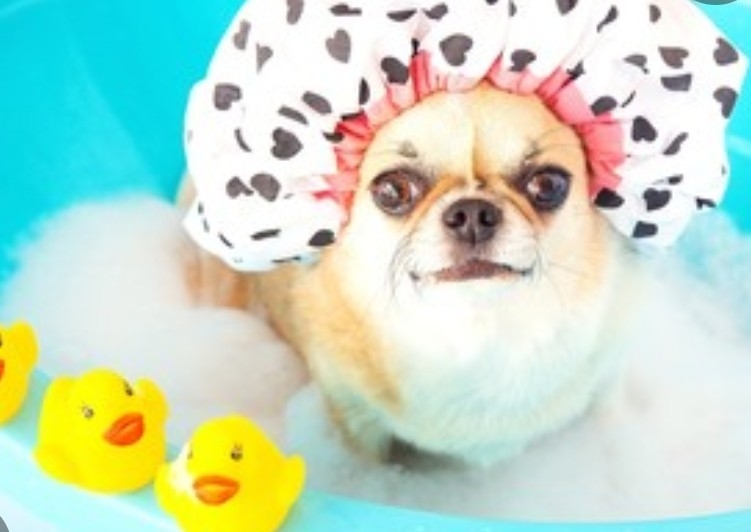 Bubble bath short coat 1lb-20lbs