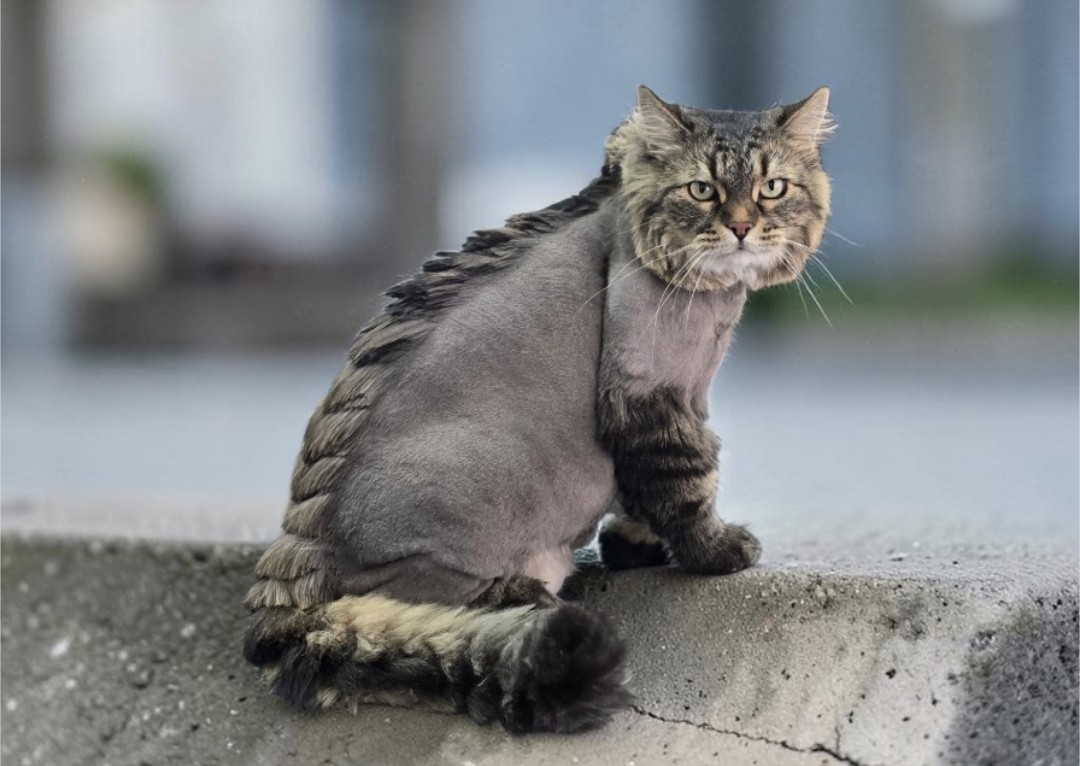 Cat Ultimate Full Groom