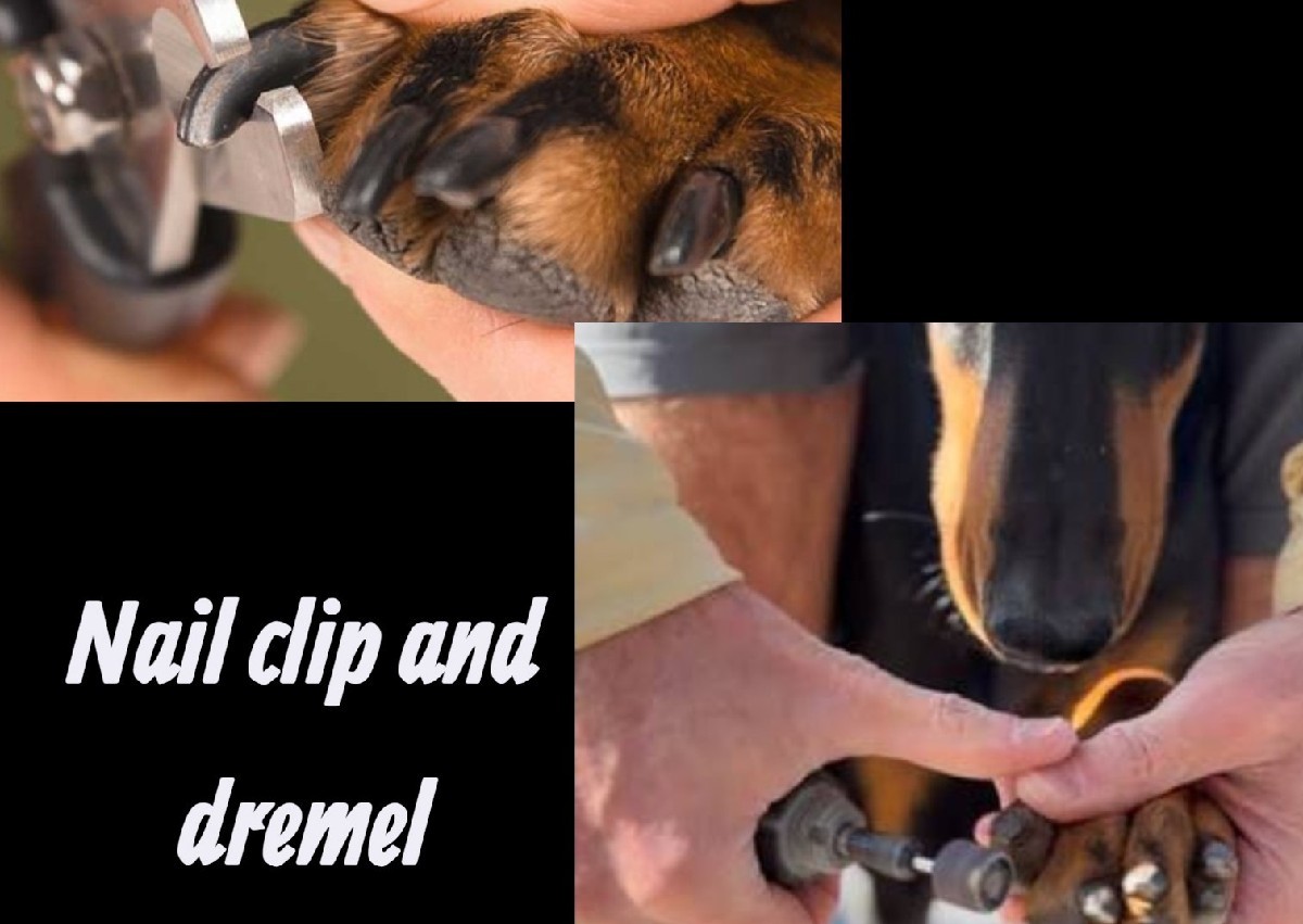 Nails Clipped and Dremel