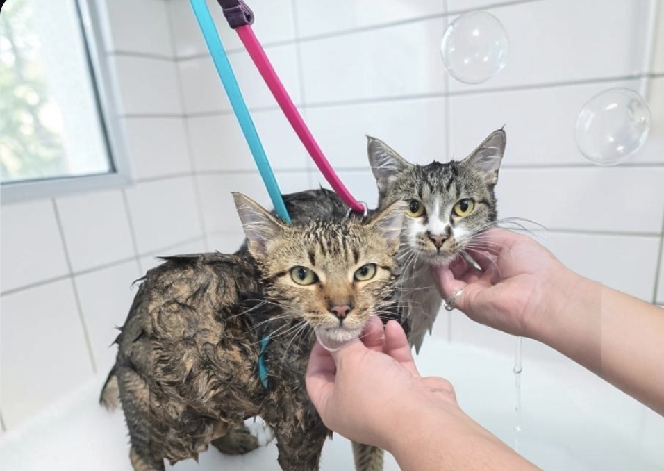 Cat Premium bath 