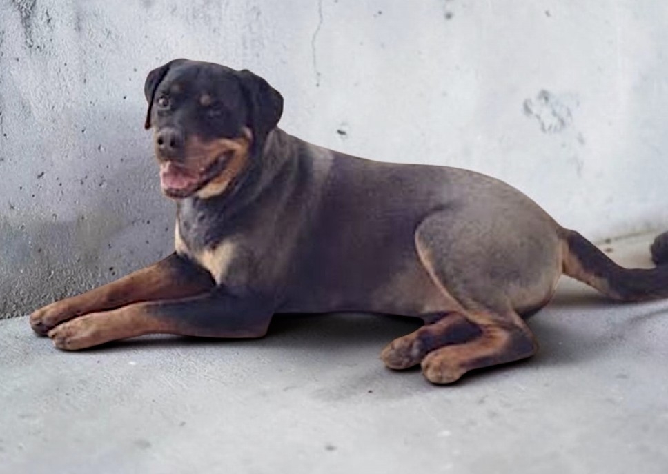 Ultimate Full groom, short coat 70-90lbs