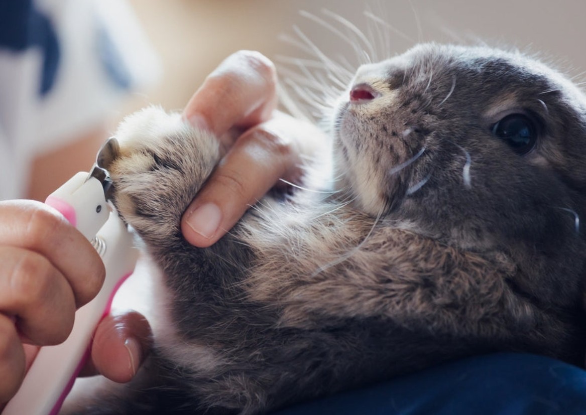 Bunny Rabbit Nail trim