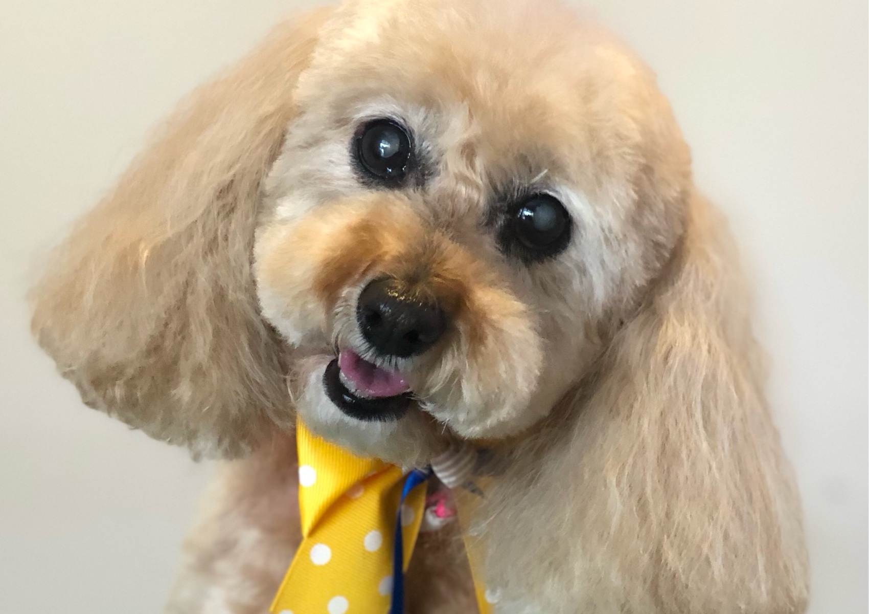 Styled Full Groom <10kg