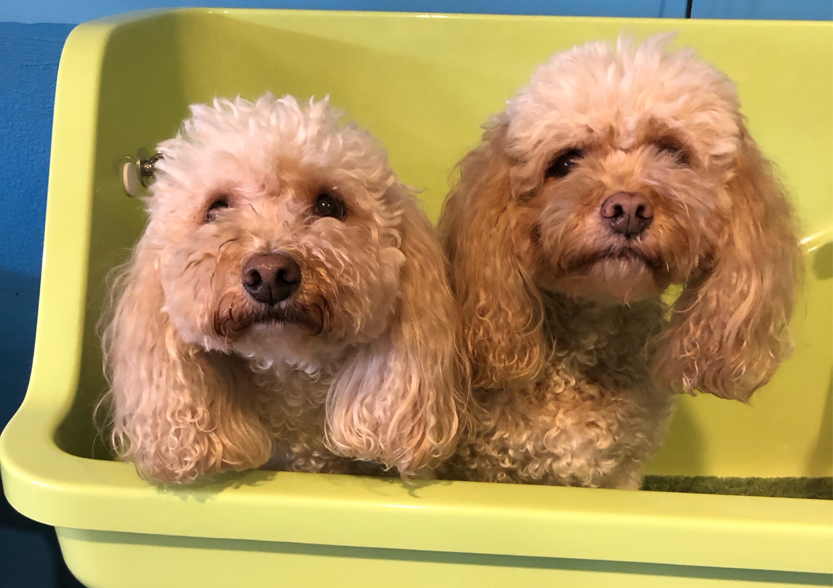 Long Coat Bath and Blow Dry <10kg