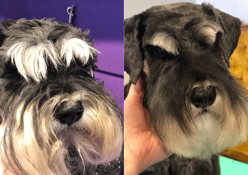 Traditional Breed Full Groom <10kg