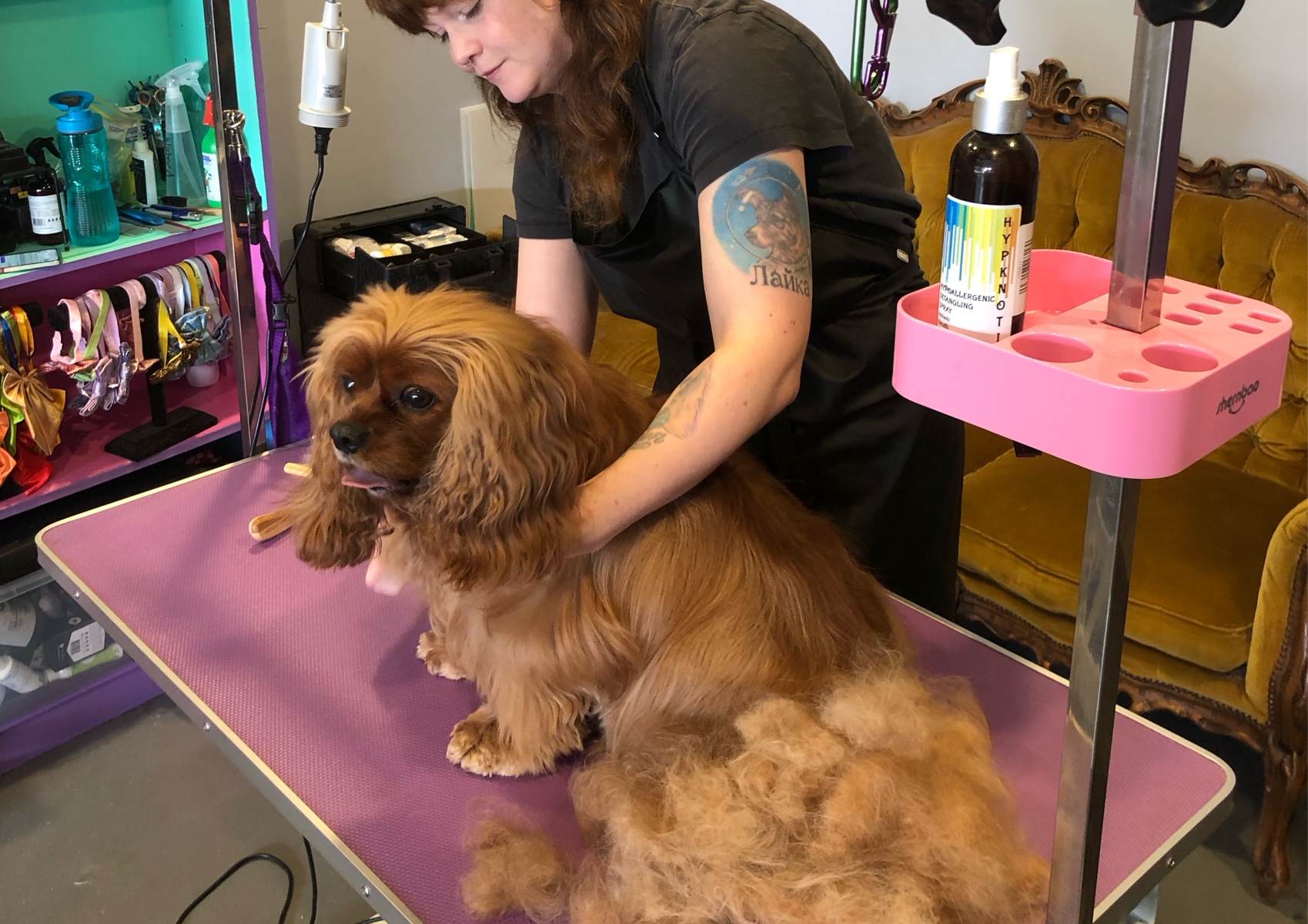 Specialty Cavalier King Charles Spaniel Deshed & Tidy 10kg+