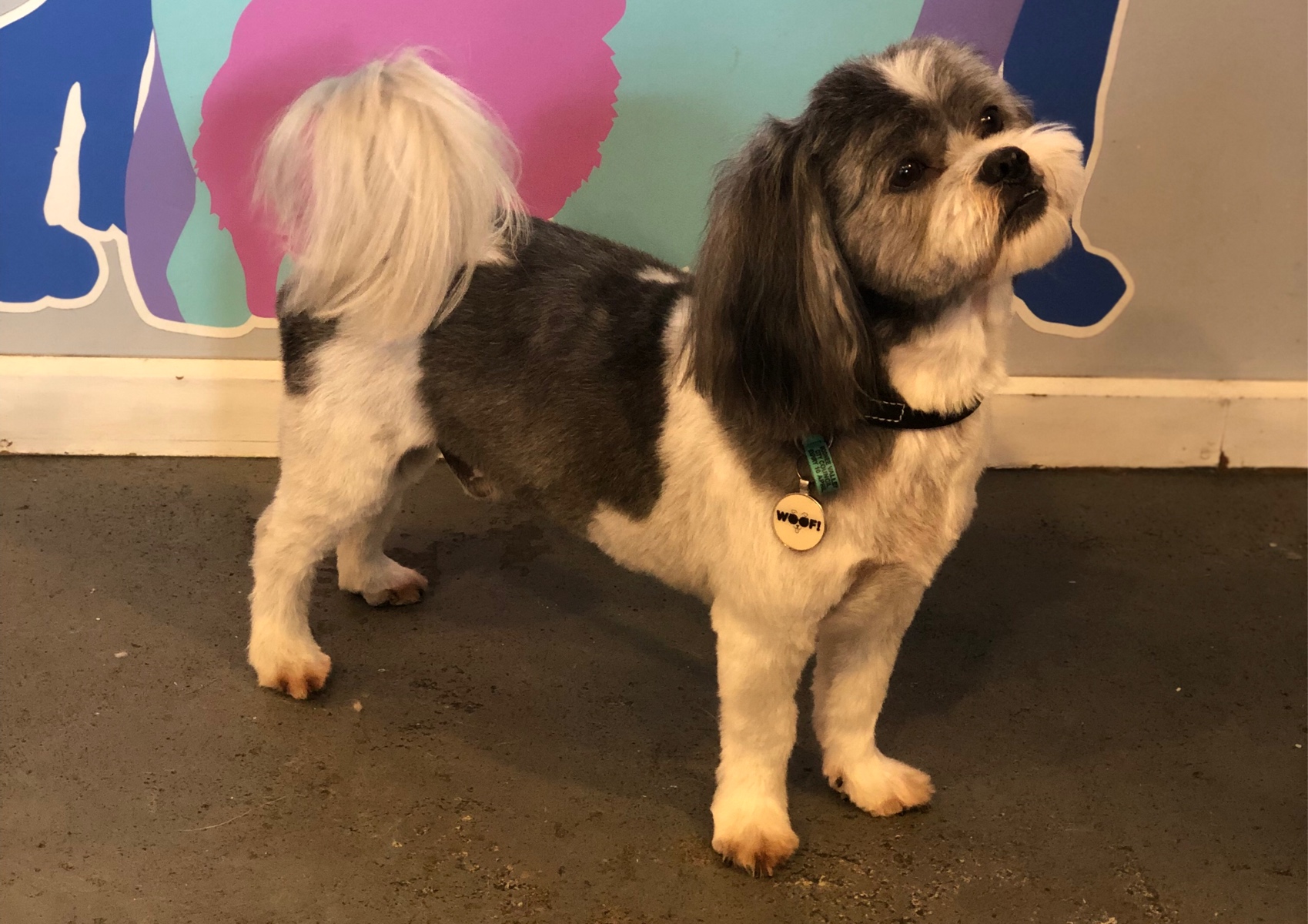 Short Full Groom <10kg