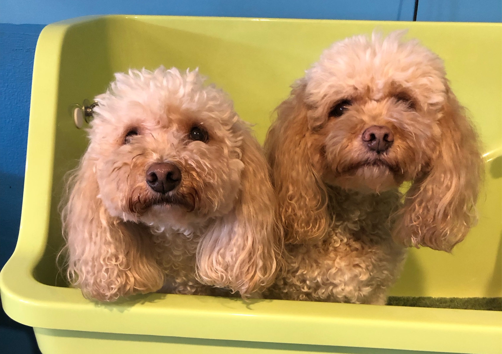 Long Coat Bath and Blow Dry 10-14kg