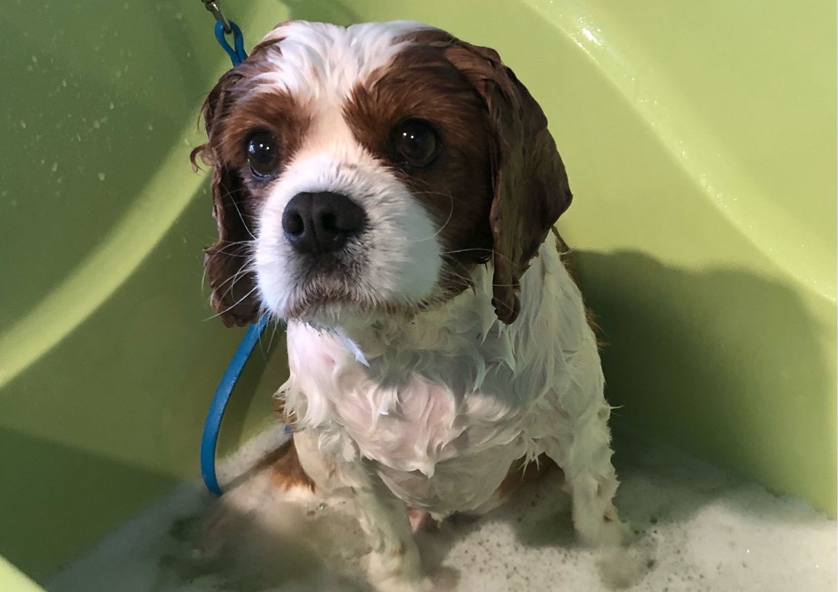 Smooth Coat Bath and Blow Dry <10kg