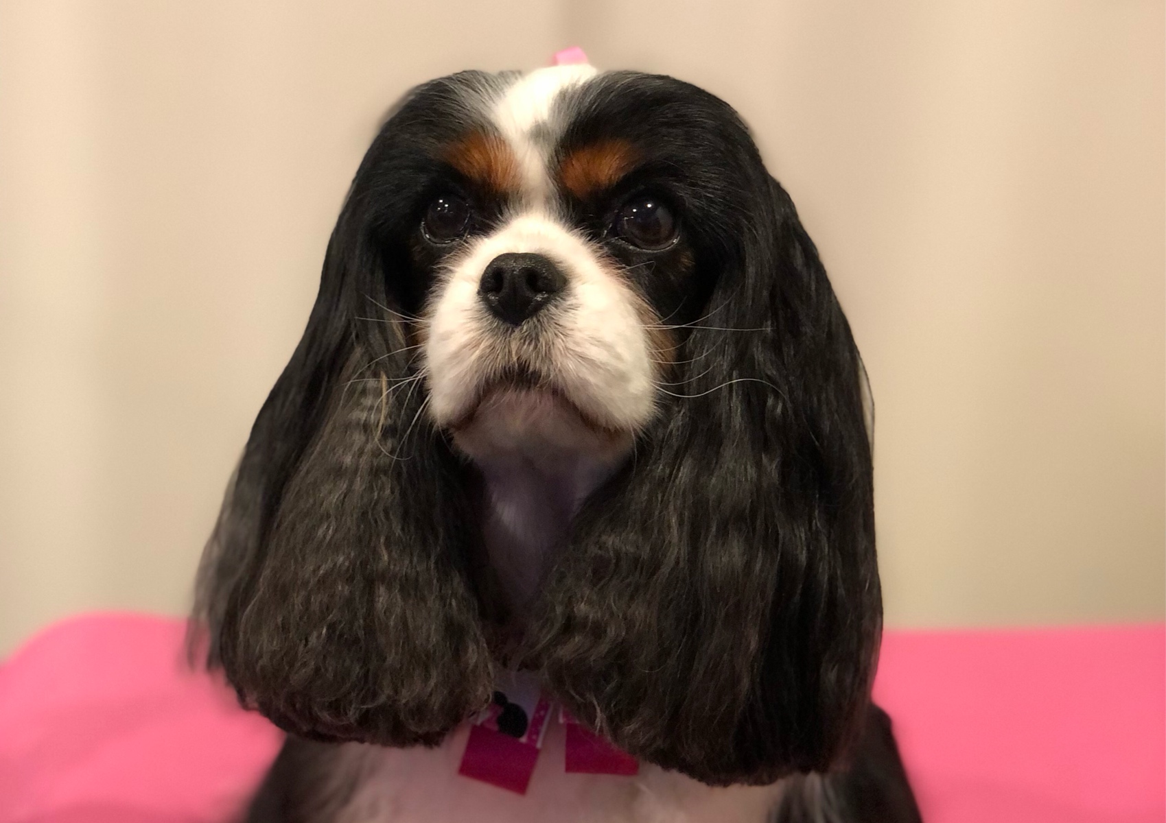 Speciality Cavalier King Charles Spaniel Deshed & Tidy <10kg