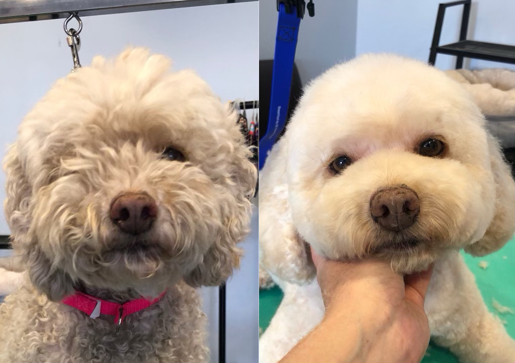 Styled Full Groom 10-14kg
