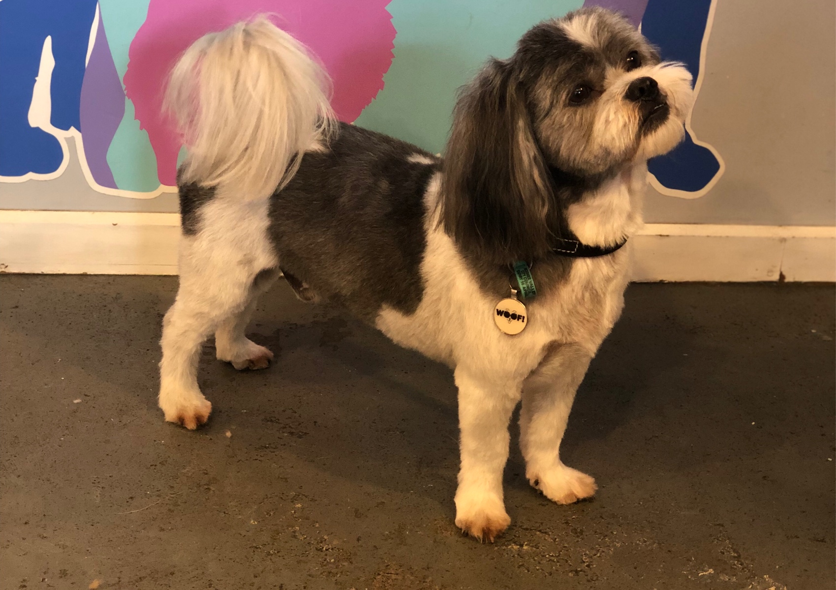Short Full Groom 10-14kg 