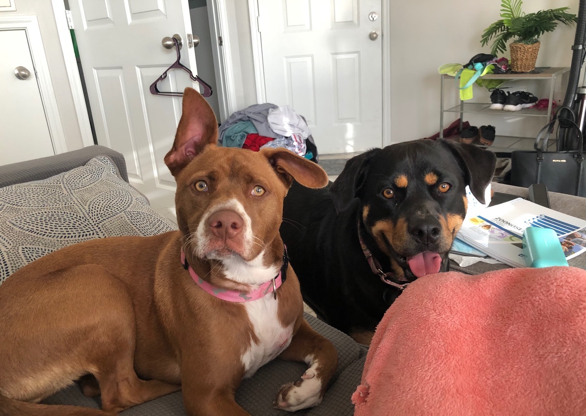 Additional Pet for Overnight/Drop In