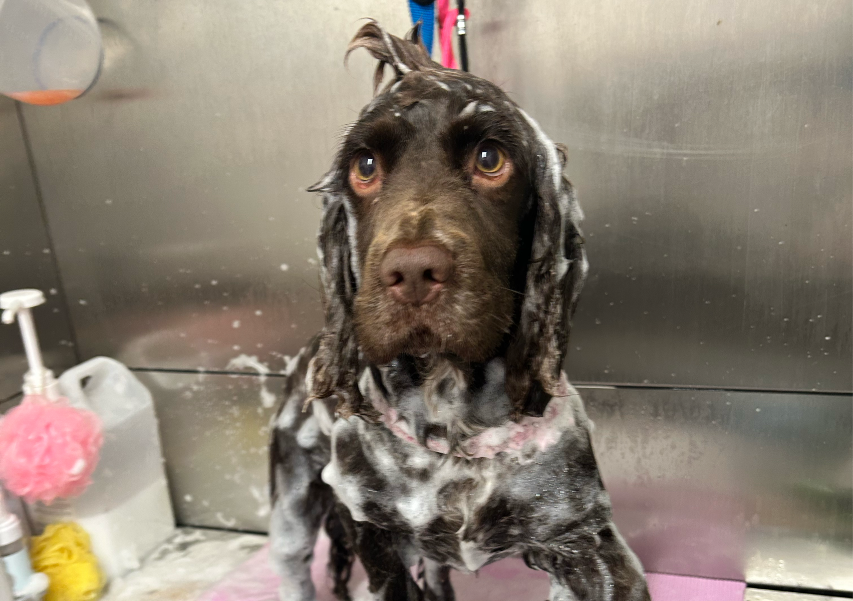 Medium bath & blow dry 