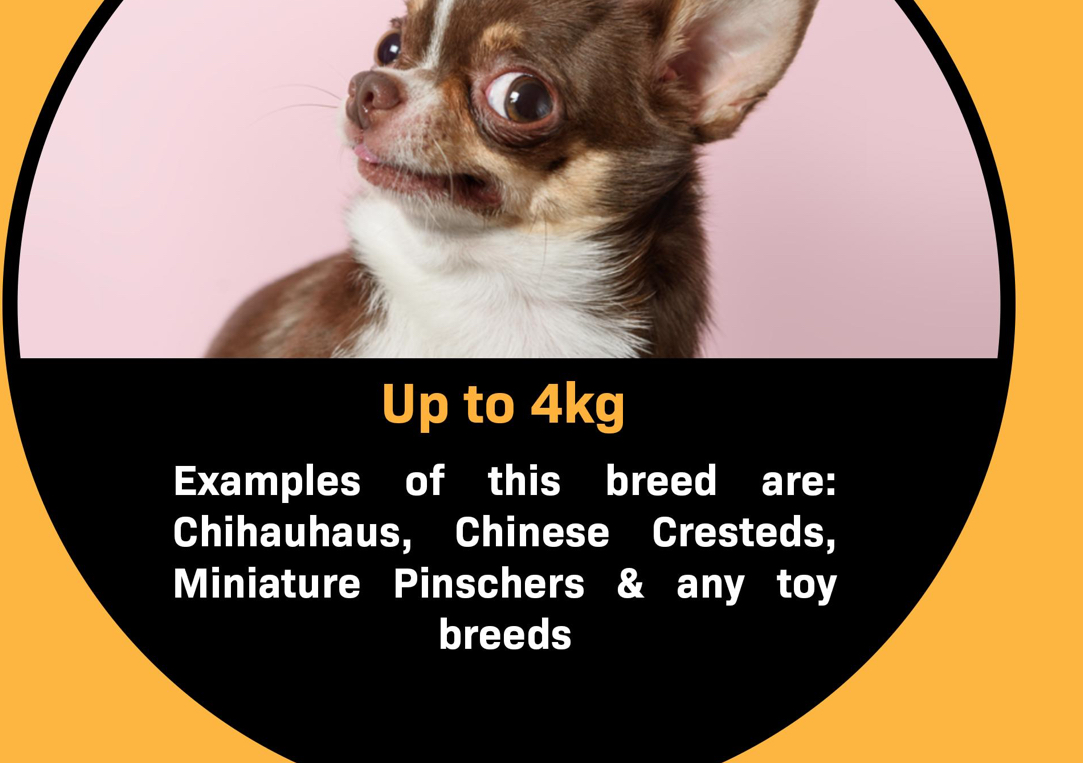 Small dog )  short hair breed