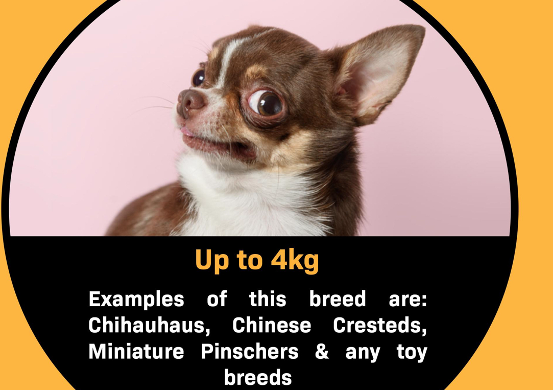 Extra small dog short hair breed