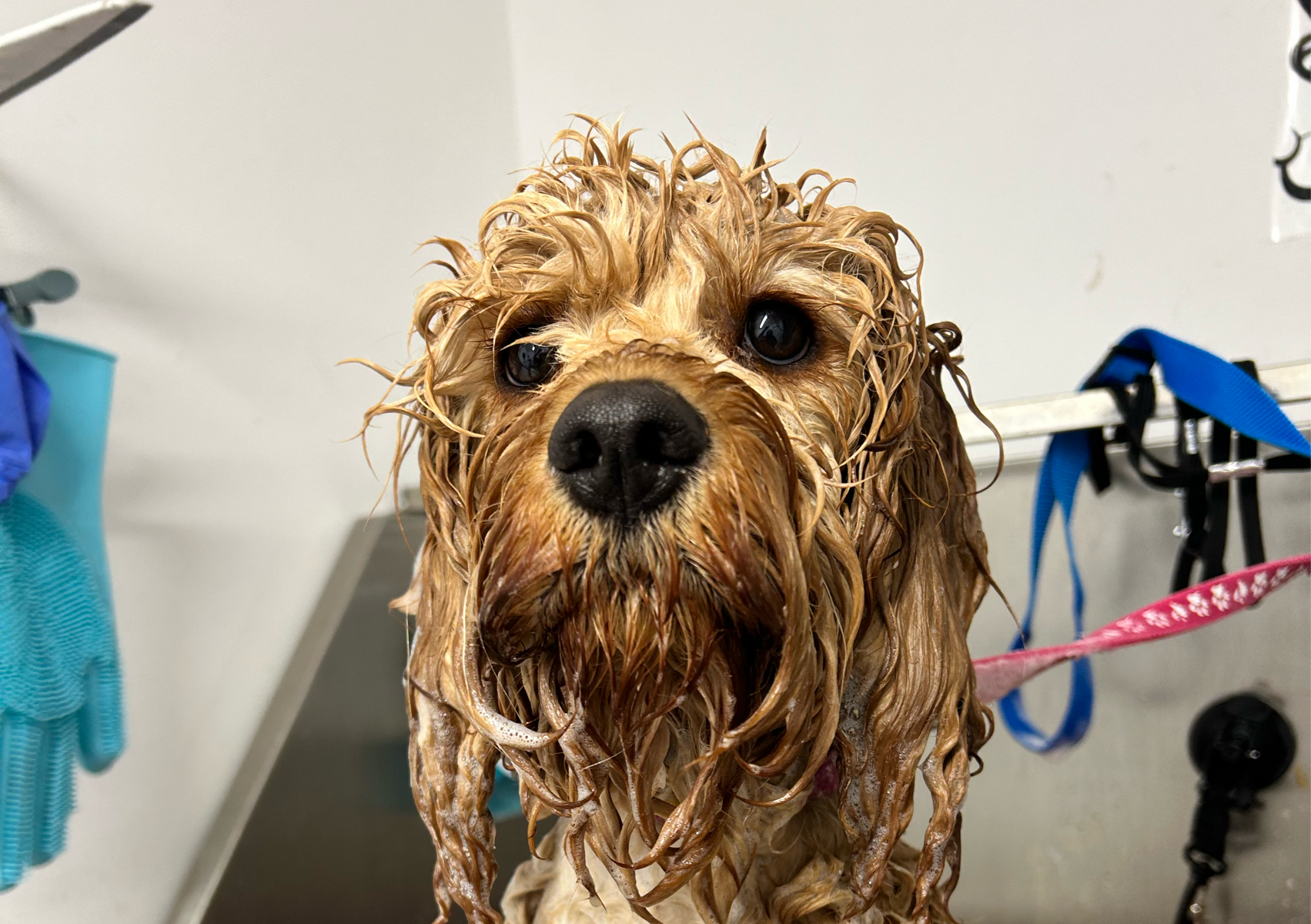 Puppy  first introduction groom