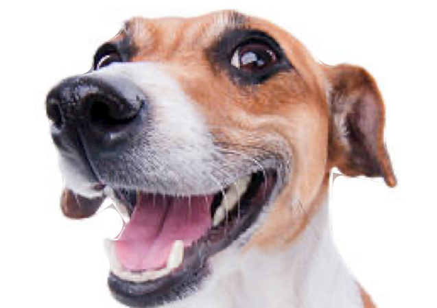 Small dog  bath brush  & blow dry