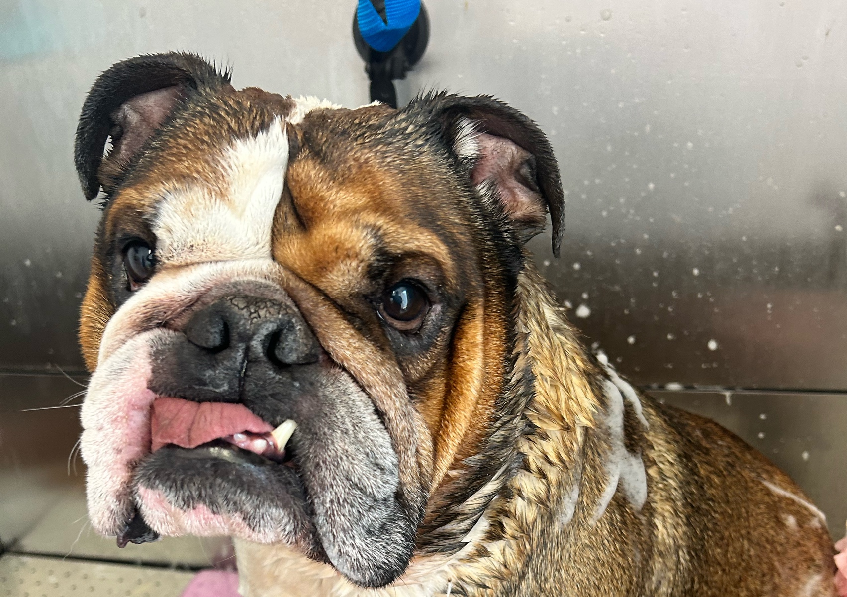 Medium  dog  short  hair breed