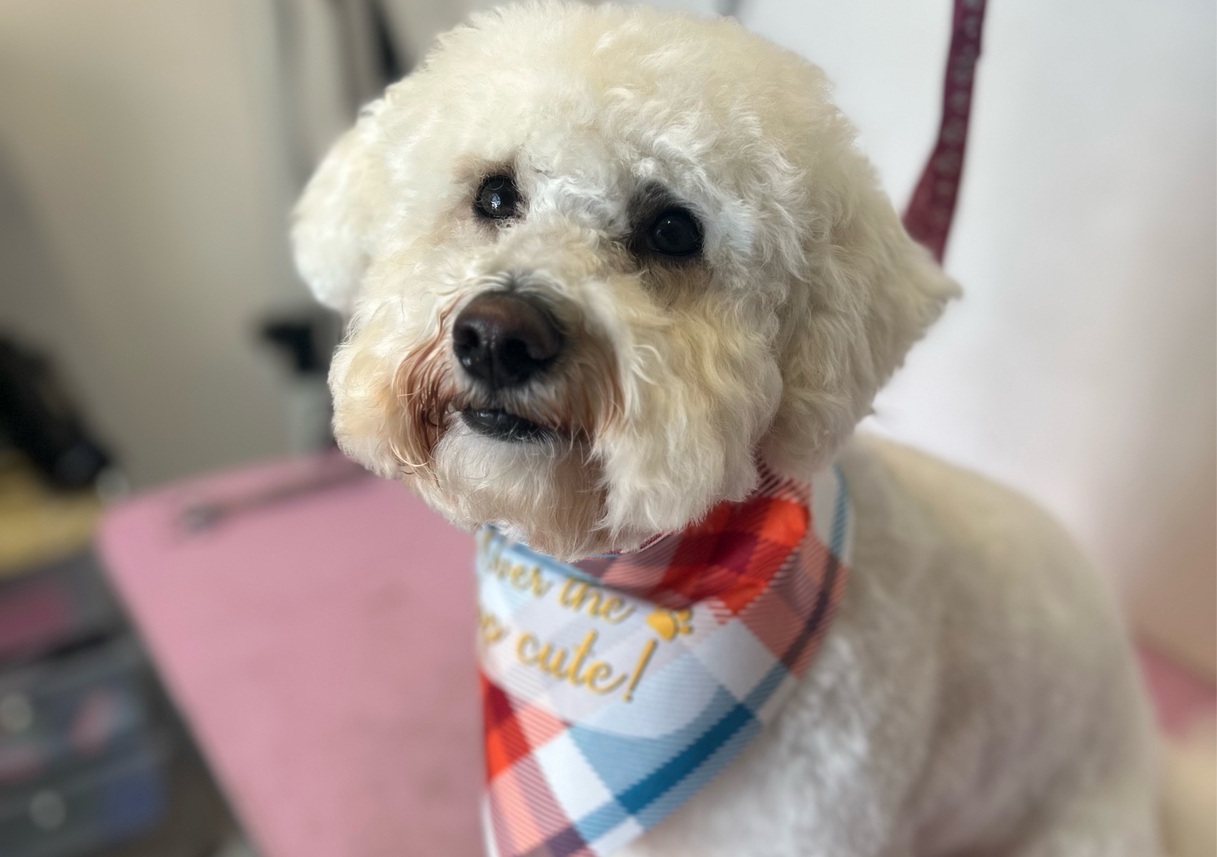  Medium  dog Full Groom  long haired 