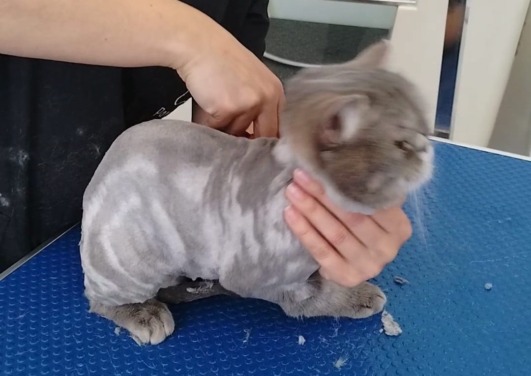 Tuns Pisica - include baie și tăiat unghii