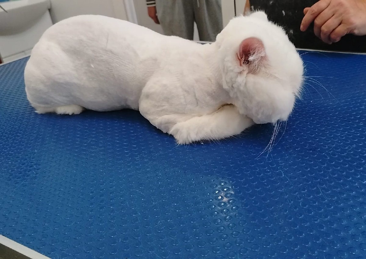 Tuns pisică - fără baie