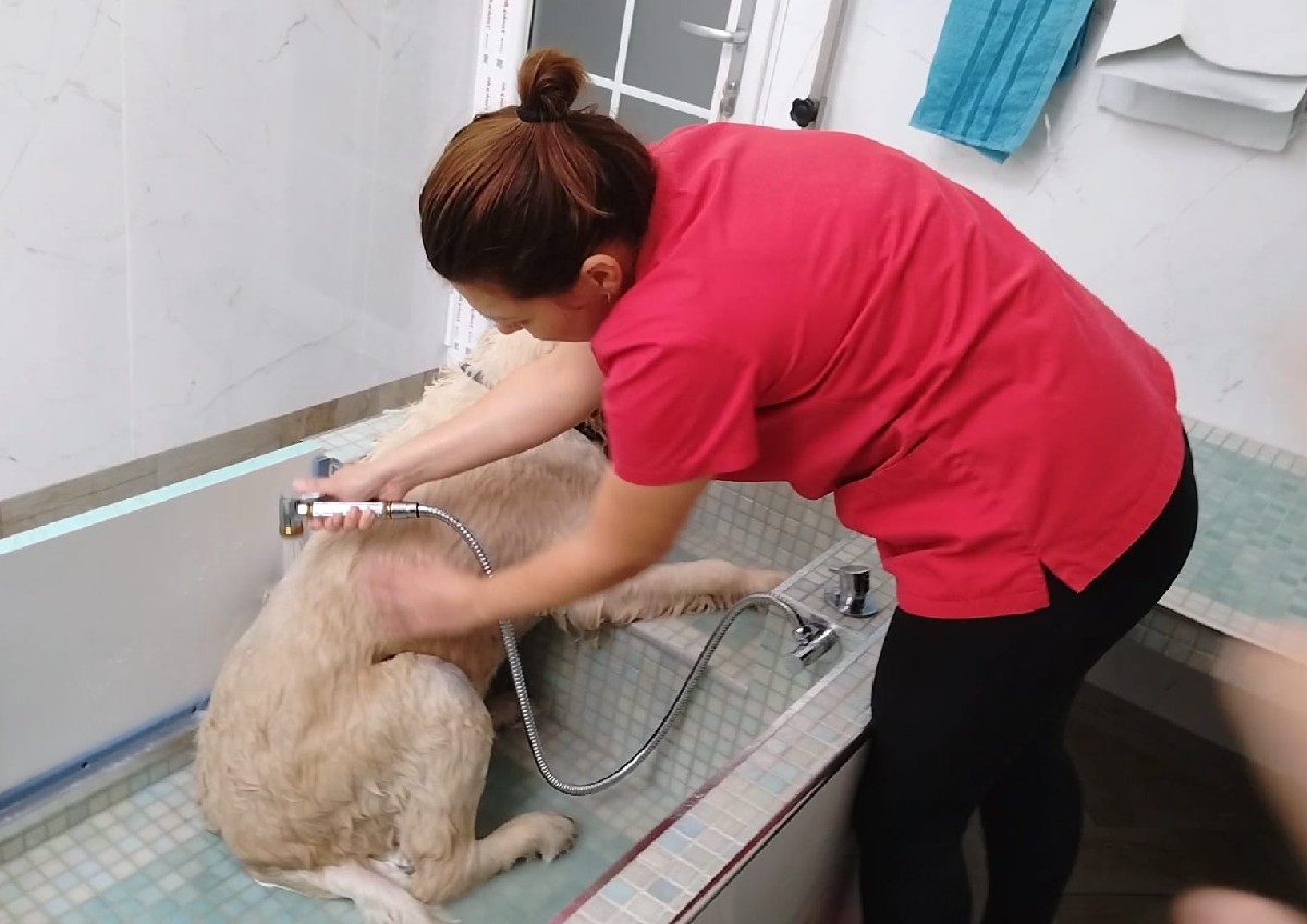 Pachet spalat talie mare/ talie medie blană lungă