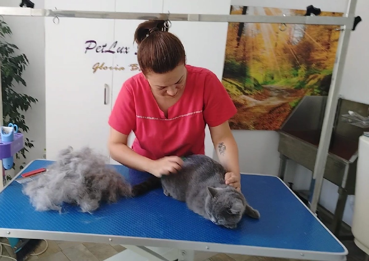 Periat, furminat pisici