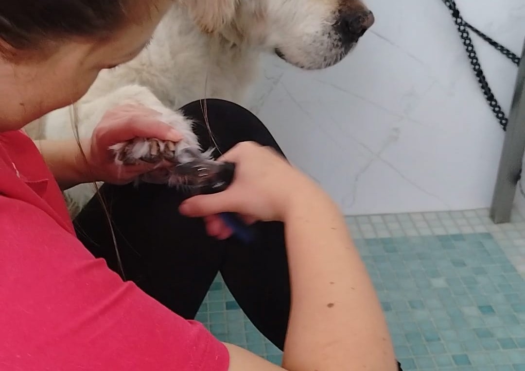 Taiat unghii talie mare