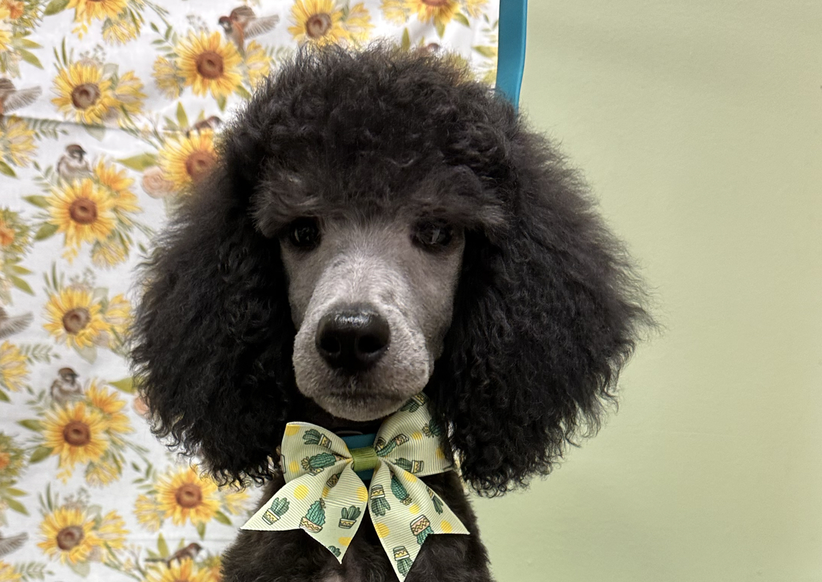 Puppy 1st groom