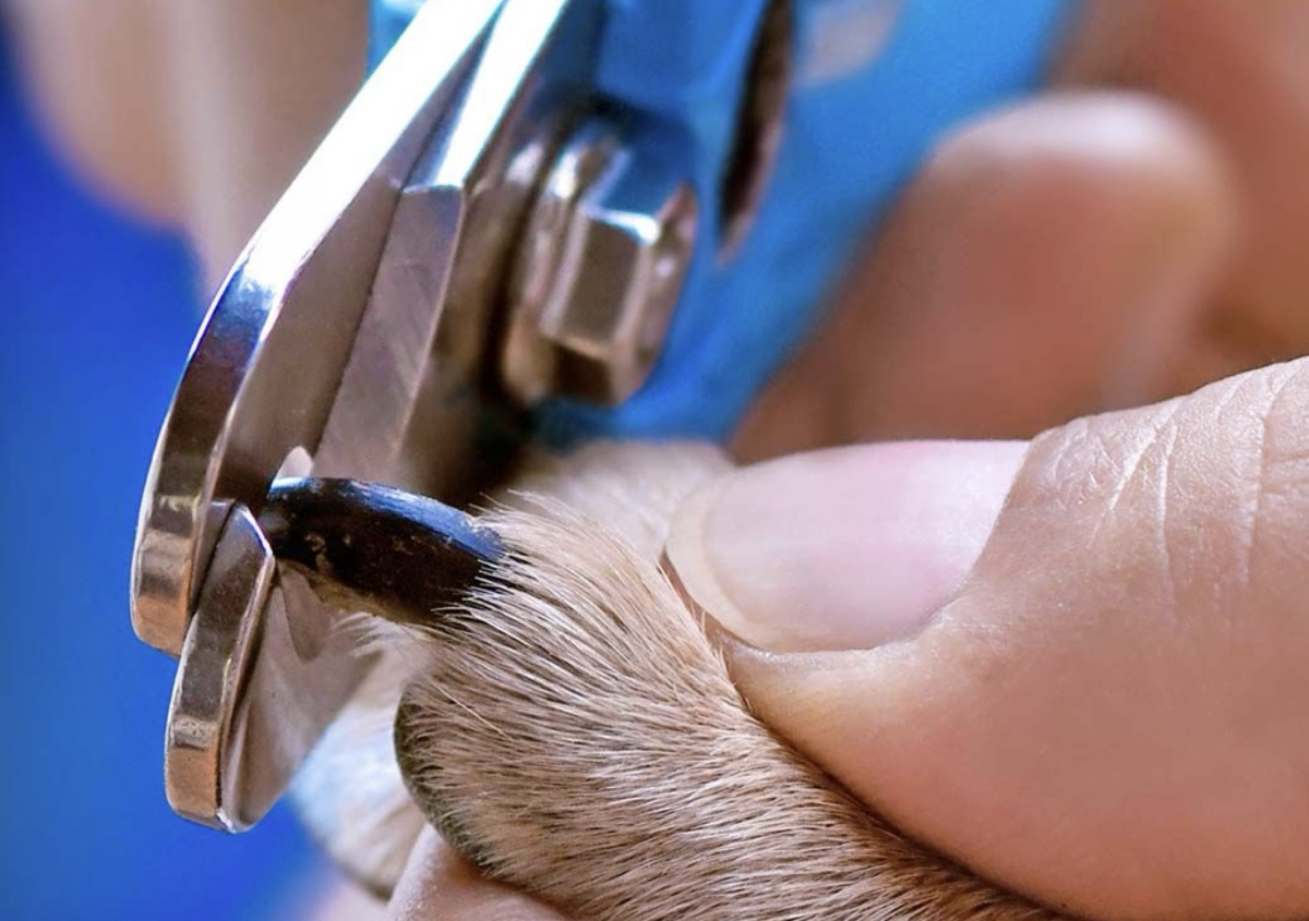 Nail trims