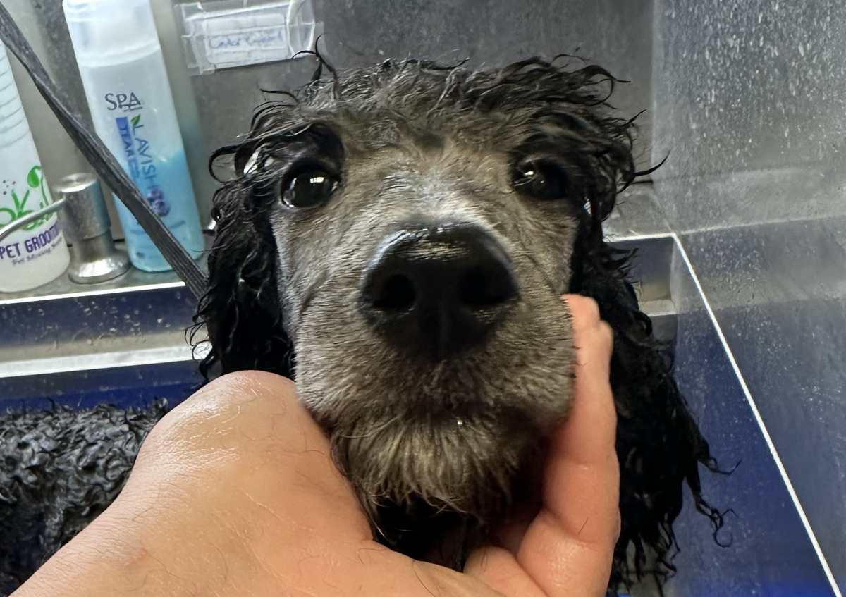 Puppy intro bath