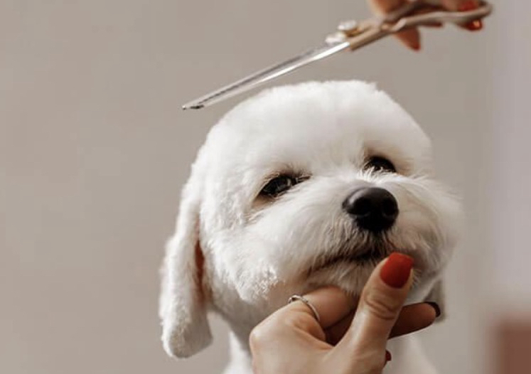 Full groom