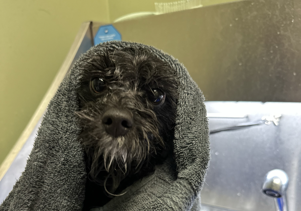 Flea Baths