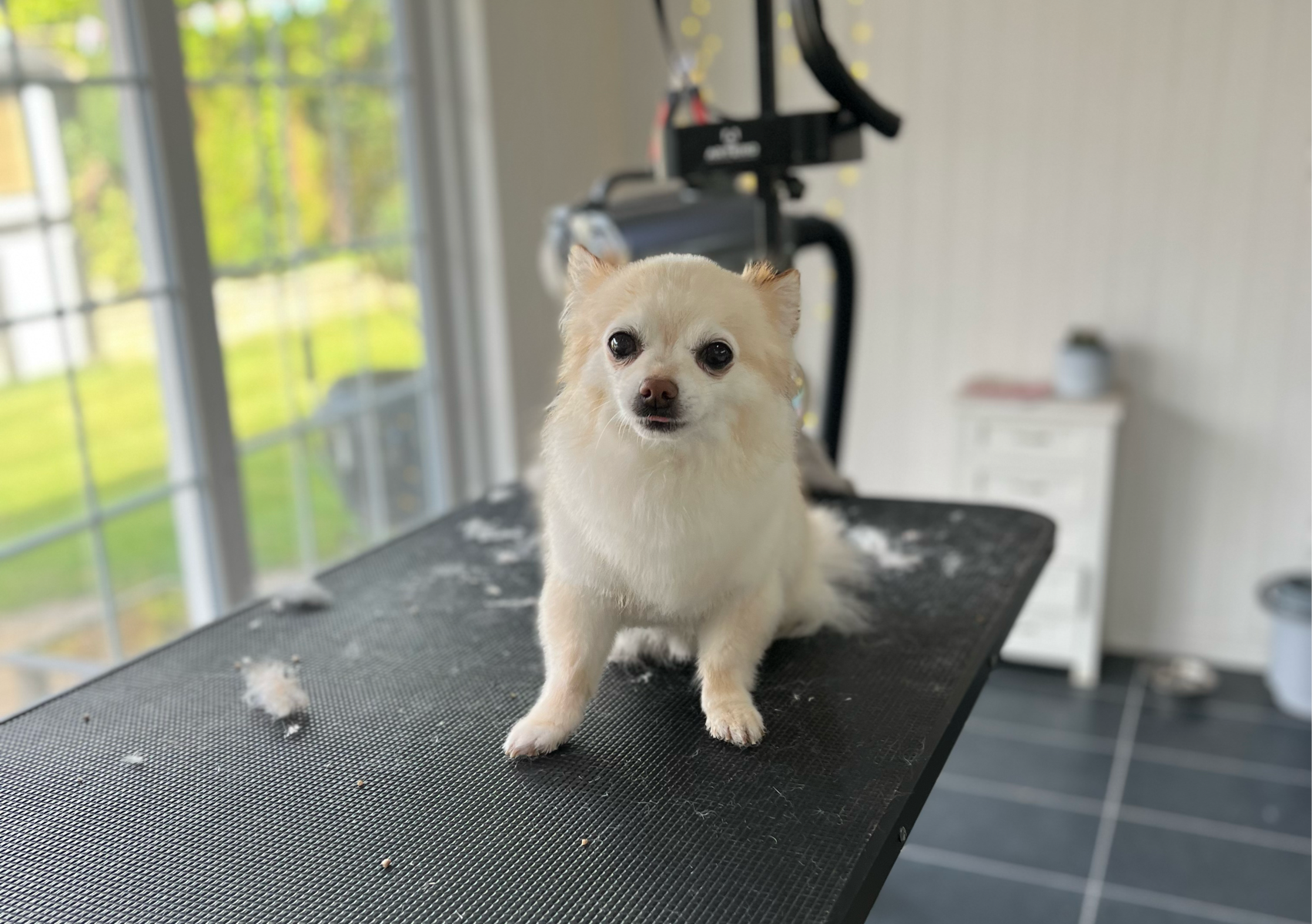 Bath Tidy Small (eg. chihuahua)